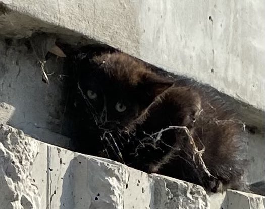 A CHP officer saved this kitten that was stuck in the center median on Interstate 580 in Livermore. (Photo courtesy CHP-Dublin)